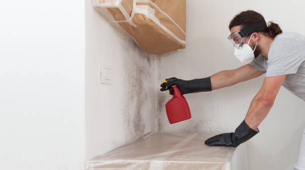 Professional Black Mold Remediation technician working in Red Lion, PA