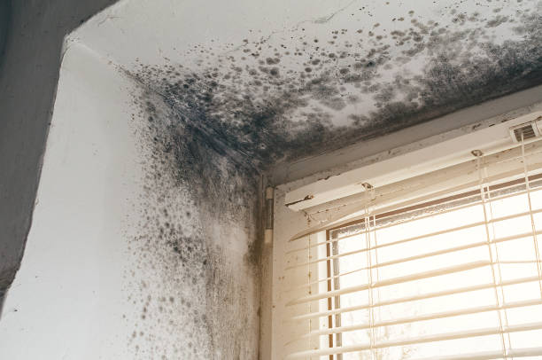 Affordable Black Mold Remediation solutions in Red Lion, PA